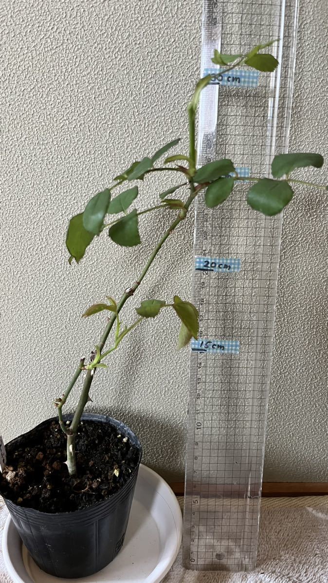 バラ 苗 廃盤 希少種