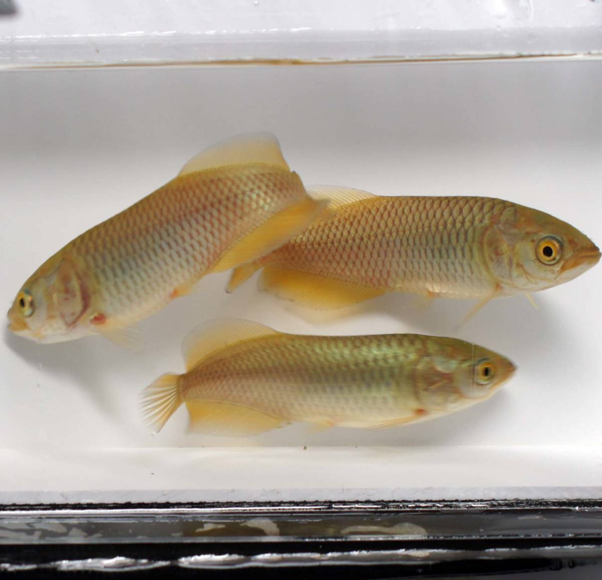 ヘテロティス ナイルアロワナ約30センチ