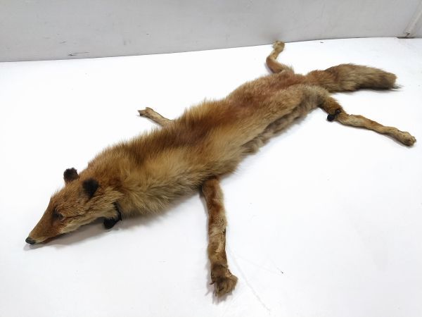 キツネの剥製マフラー キツネの剥製マフラー