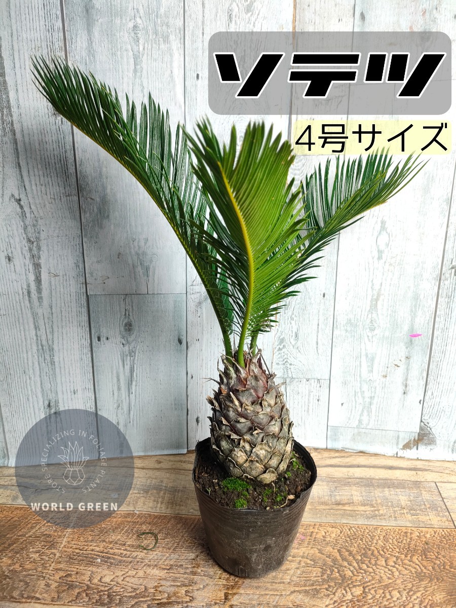 おすすめ!ソテツ蘇鉄8号鉢42 おすすめ!ソテツ蘇鉄8号鉢42