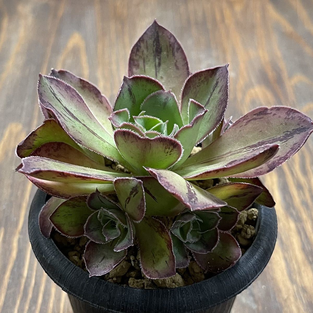 多肉植物・観葉植物・アエオニウム属・パフ・大!大!群生・抜き苗 多肉植物・観葉植物・アエオニウム属・パフ・大!大!群生・抜き苗