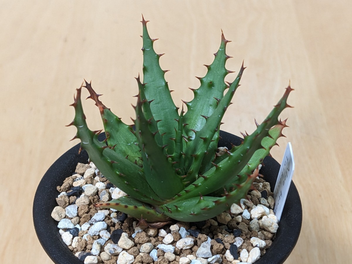 未使用】Aloe broomii var. tarkaensis, Tarkastad RSA / アロエ