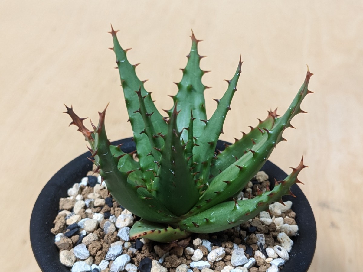 未使用】Aloe broomii var. tarkaensis, Tarkastad RSA / アロエ