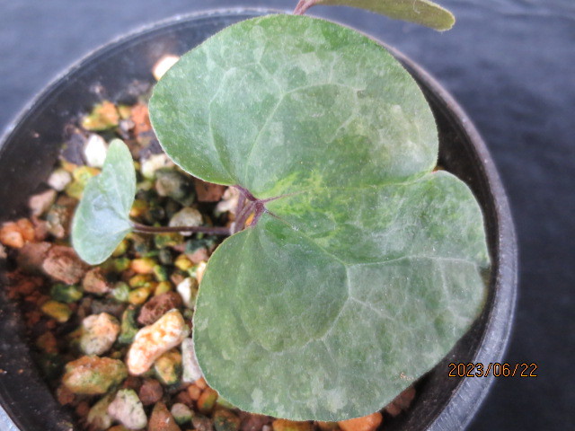 5 山野草 寒葵 カンアオイ【チタカンアオイ 緑花系 愛知県産】