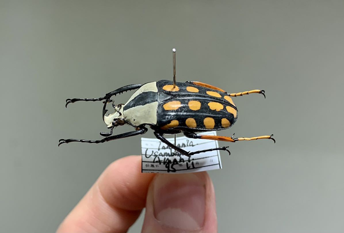 目立った傷や汚れなし】タンザニア産 ホシボシツノカナブン Amaurodes
