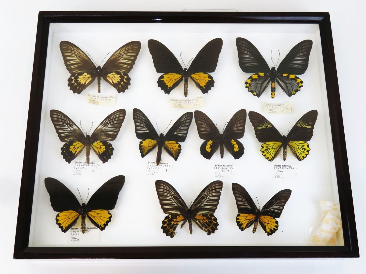 エリキシブの注意事項