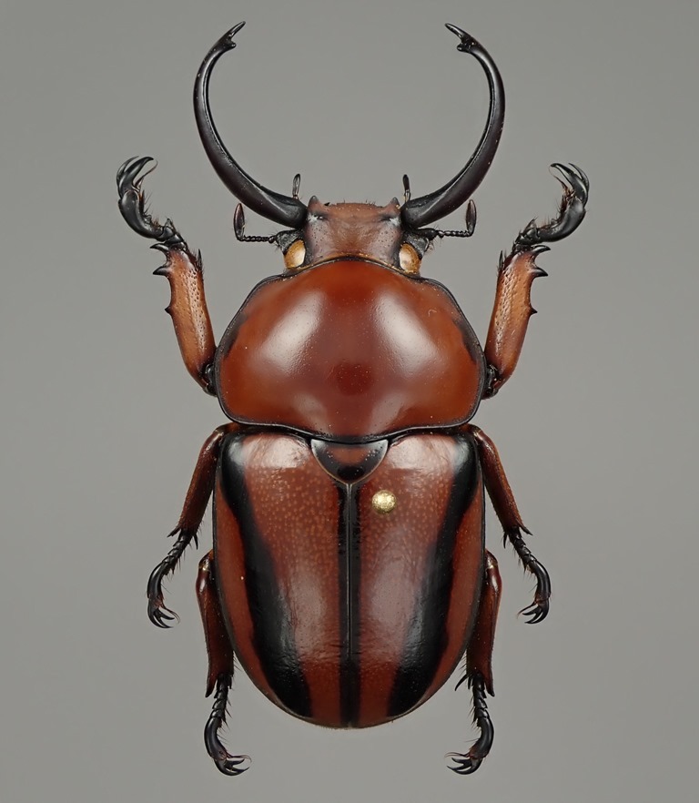 マレーシア産　クワガタコガネ　41mm マレーシア産 クワガタコガネ 41mm マレーシア産クワガタコガネ41mm