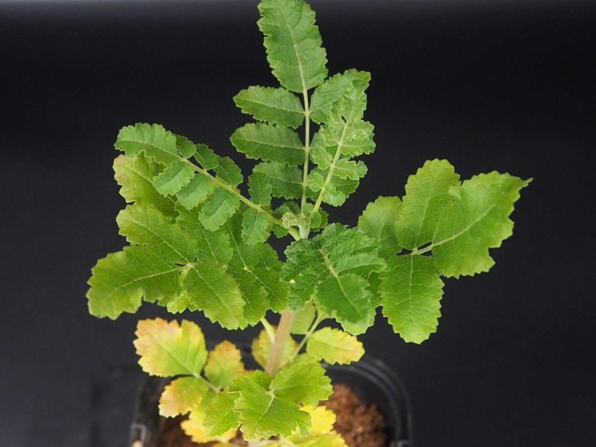 ボスウェリア サクラ Boswellia sacra 国内実生苗 ボスウェリア サクラ