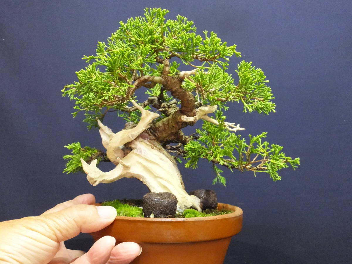 糸魚川真柏 模様木 神 舎利 【公式通販】