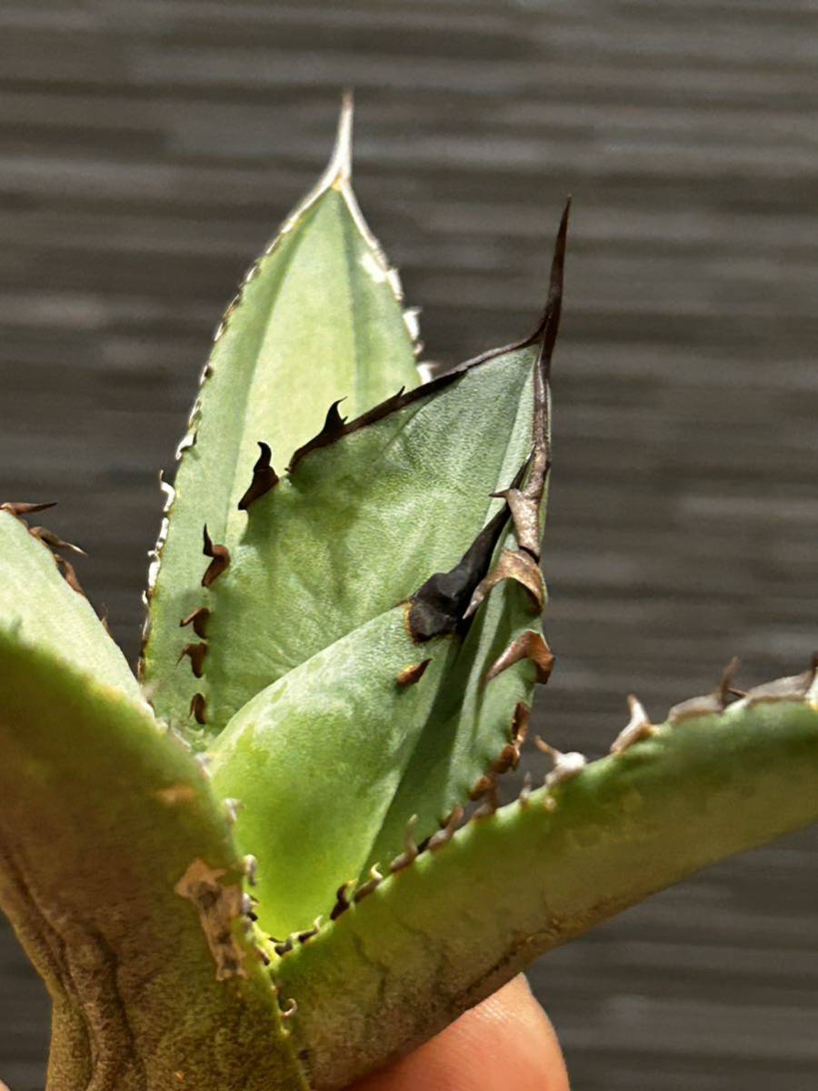 Agave titanota アガベ チタノタ '狼牙' アガベ：チタノタ 狼人 3号 の