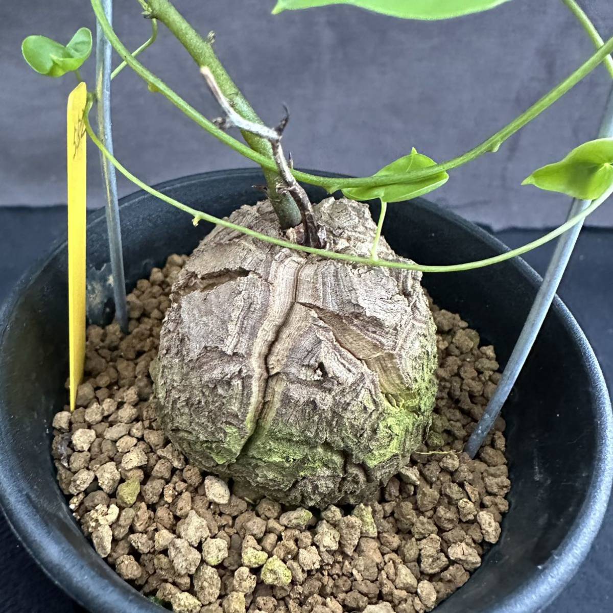 アフリカ亀甲竜 ディオスコレア塊根植物 大株