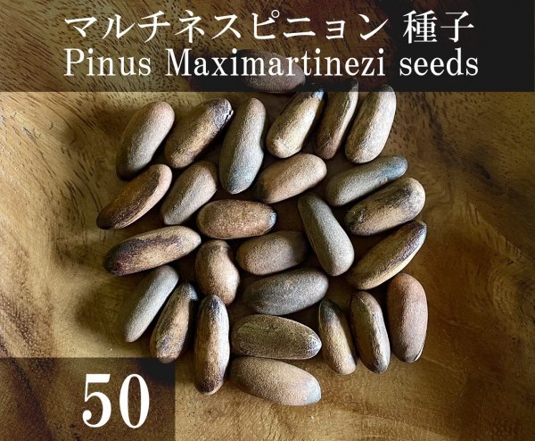 未使用】マルチネスピニョン 種子 50粒+α Pinus Maximartinezi 50