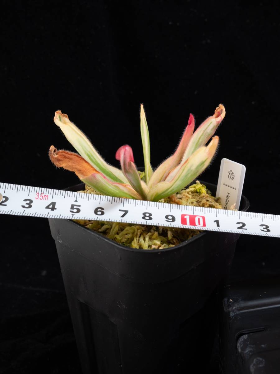 目立った傷や汚れなし】Heliamphora cv. 'BCP Flamingo