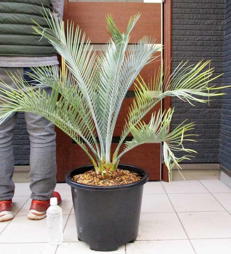 GOOD】（◎＿◎；）☆Macrozamia macdonnellii☆マクロザミア