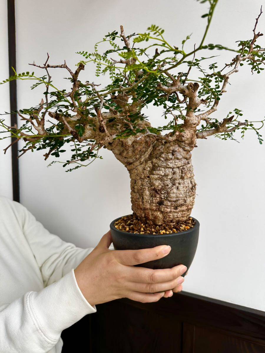 オペルクリカリアパキプス　現地球　（グラキリス　パキプス オペルクリカリアパキプス 現地球 発根済み やや傷や汚れあり】発根済