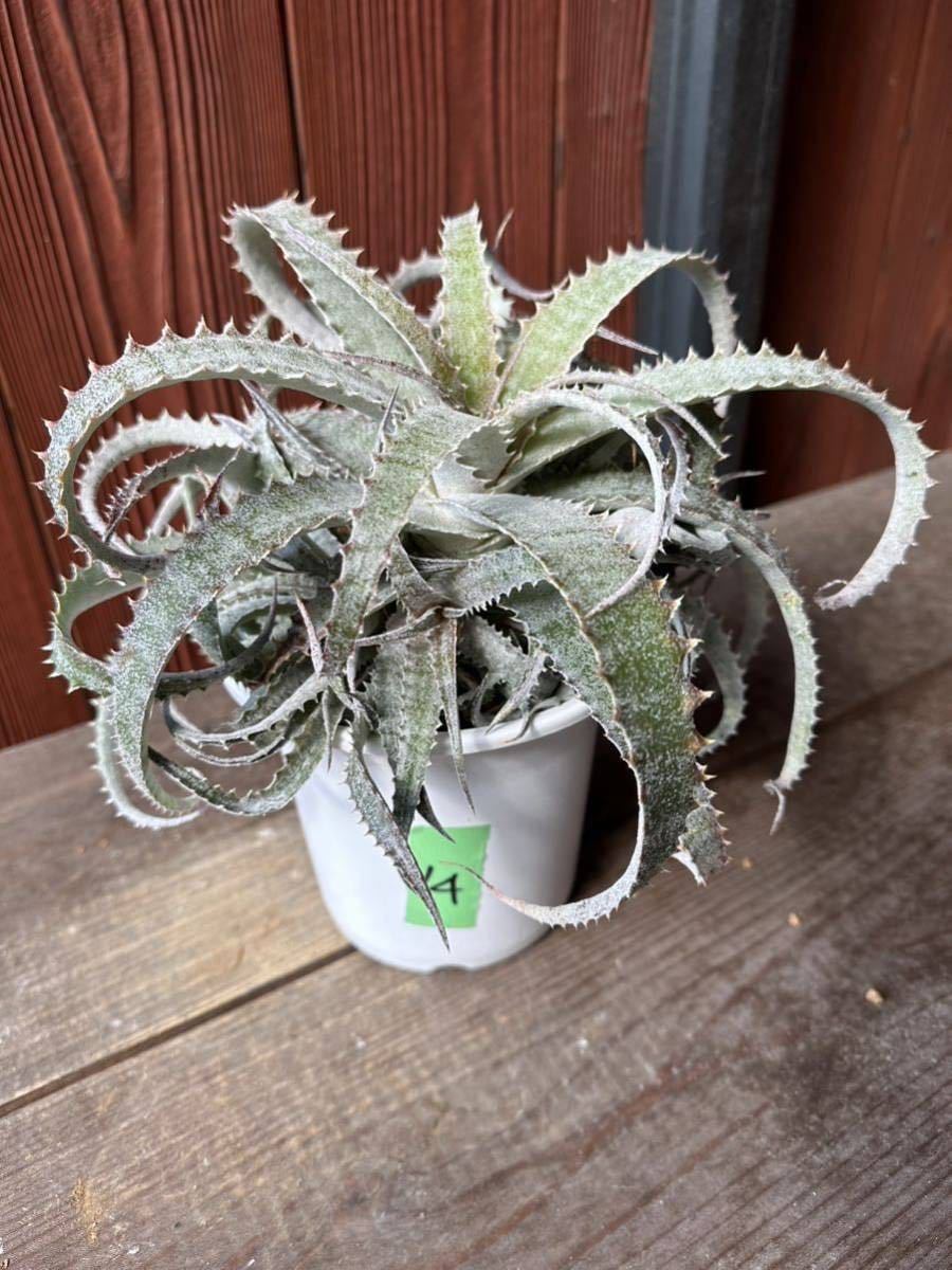 目立った傷や汚れなし】14. ヘクチア ラナータ Hechtia lanata 実生の