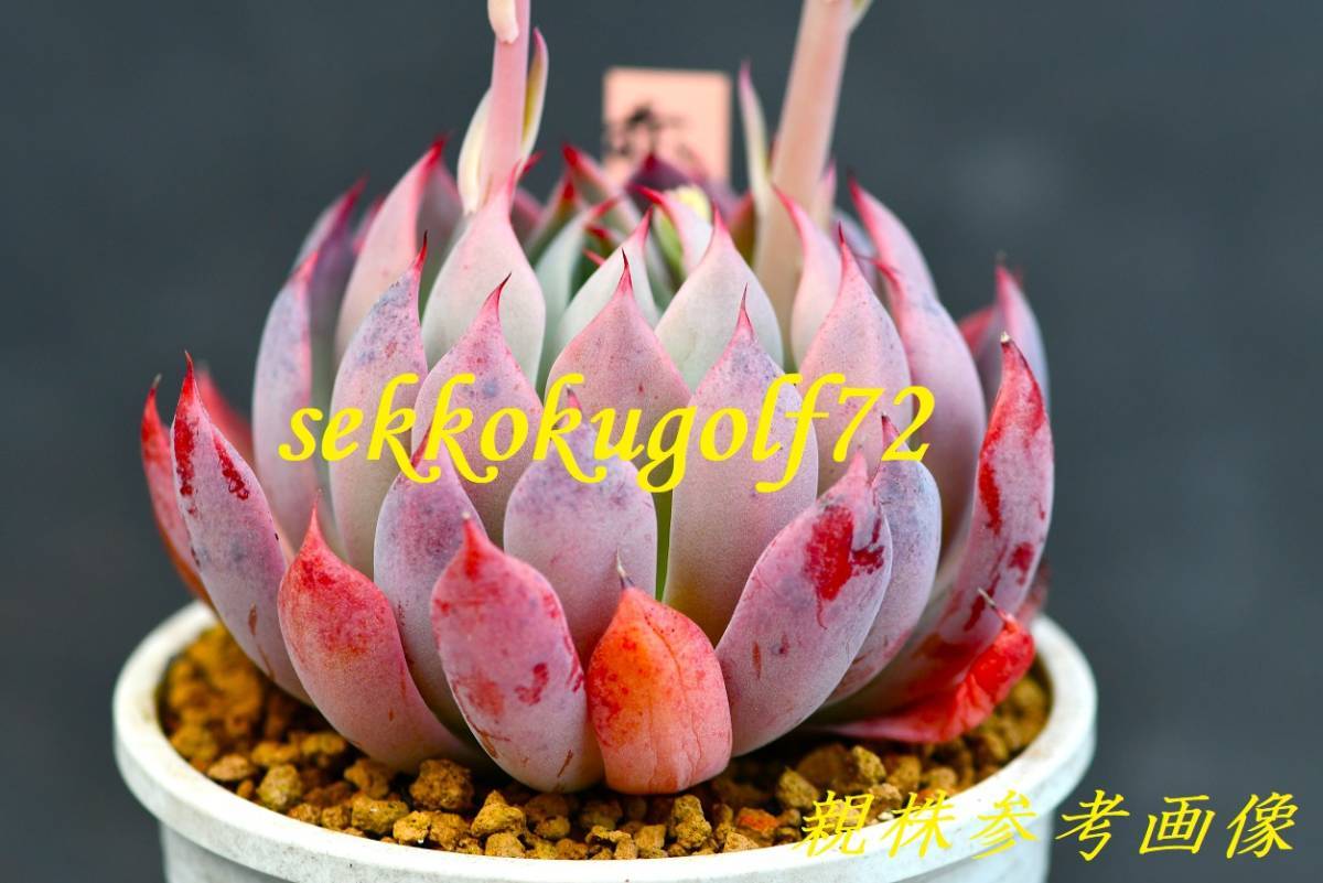 多肉植物 赤鬼 ミックスベリア おらいさん 【公式通販】