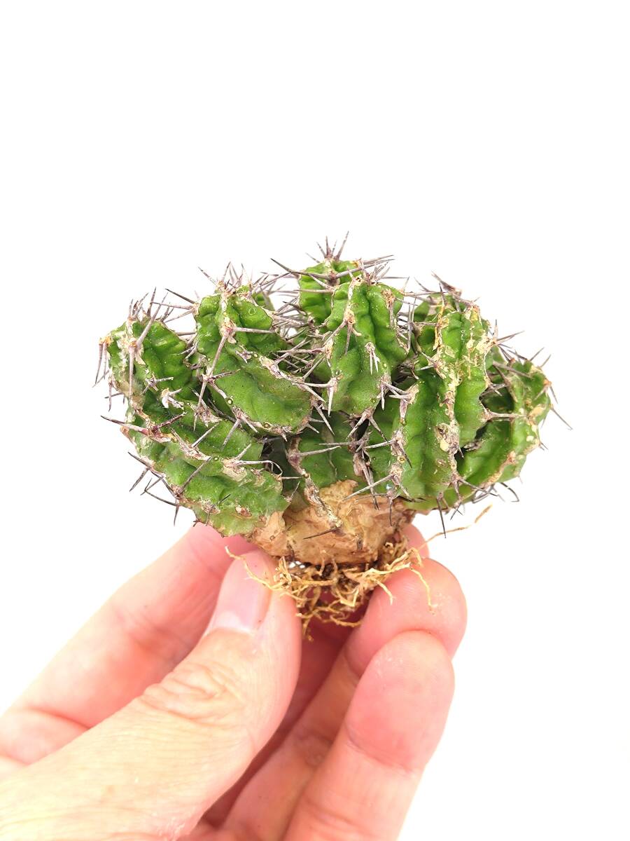 【未使用】3 発根済 Euphorbia mitriformis ユーフォルビア ミトリフォルミス ( サボテン 多肉植物 塊根植物 ...