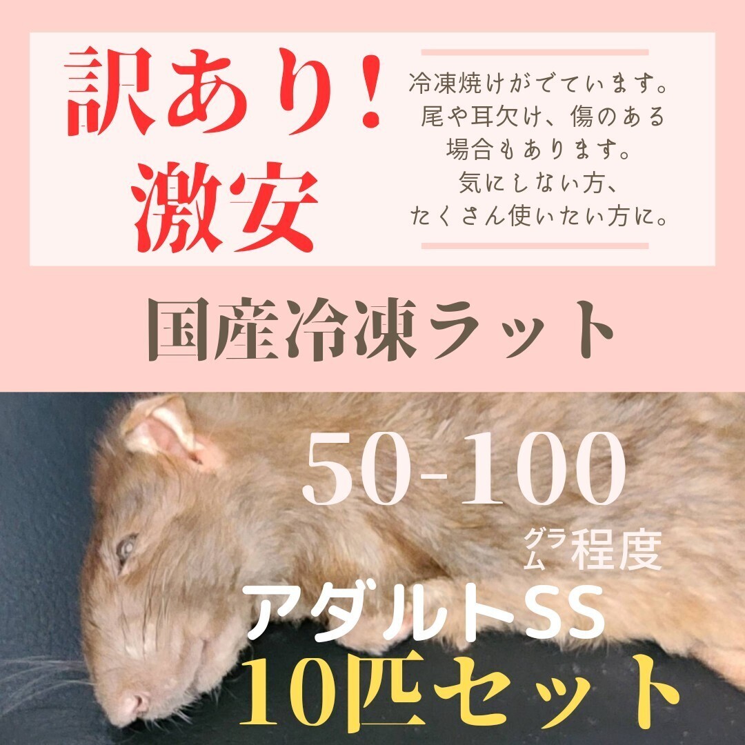 ラット　アダルト　64匹　約175〜400g超　爬虫類　蛇　餌 ラットアダルト64匹約175〜400g超爬虫類蛇餌