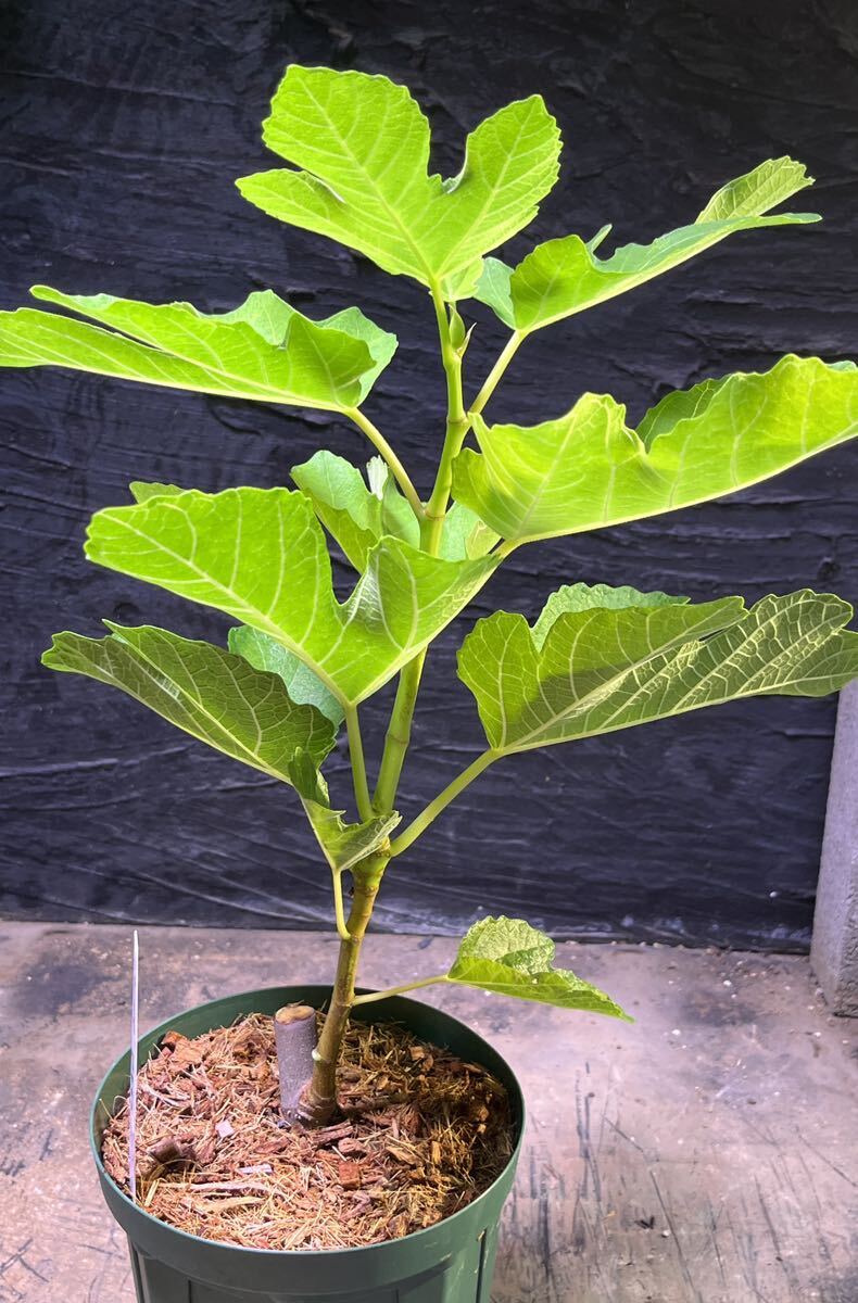 イチジク苗Black M adeira kk ブラックマディラkk Black Madeira