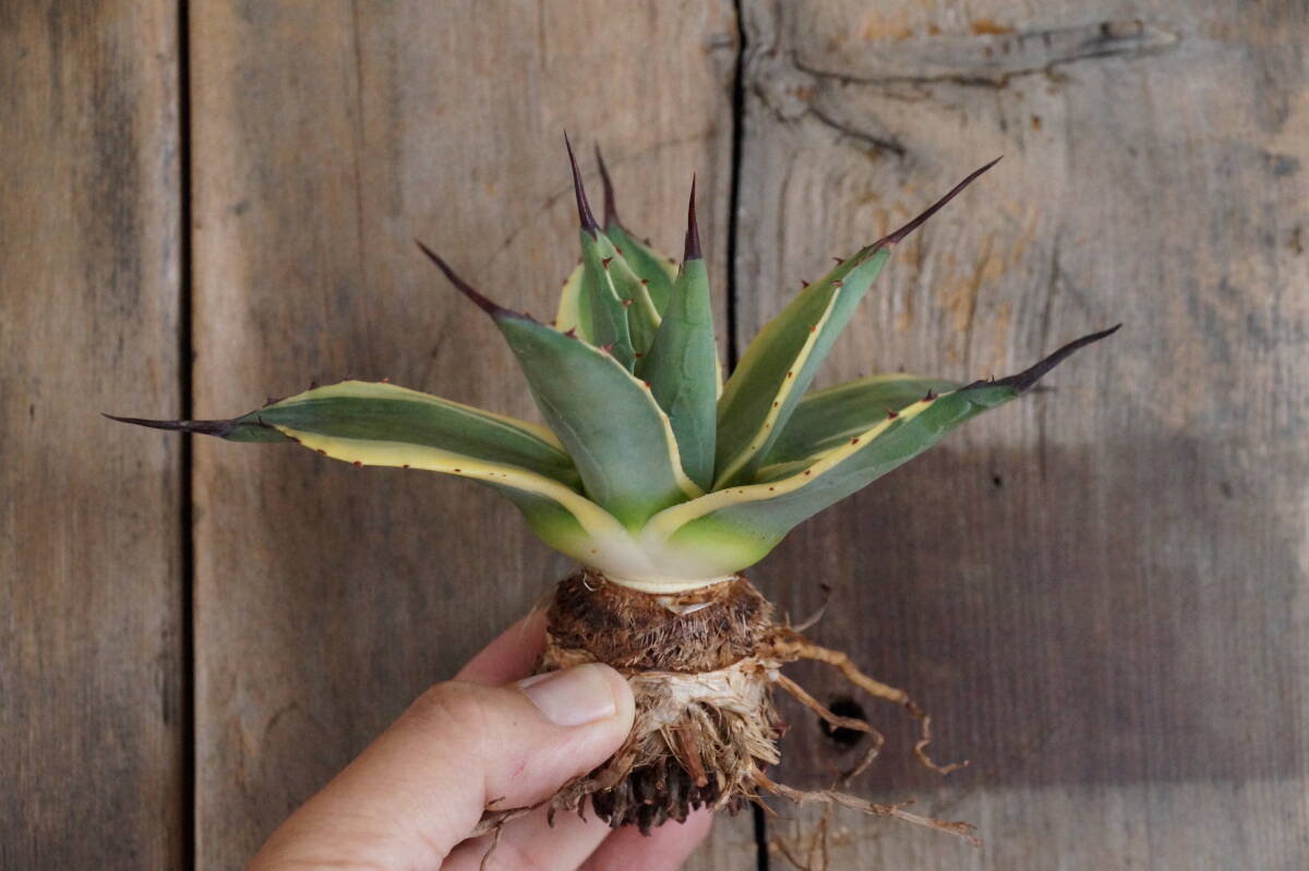 アガベ パラサナファイヤーボール メキシコ輸入株 大株 抜き苗 地植え