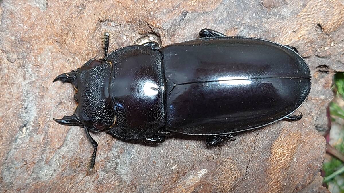 マンディブラリスフタマタクワガタ ♂95ミリA-♀45ミリ・(Sumatera