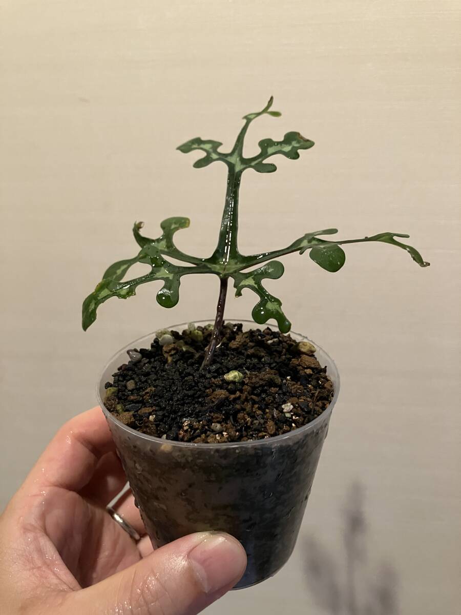 アデニア ペリエリ 挿し木 発根済 【公式通販】