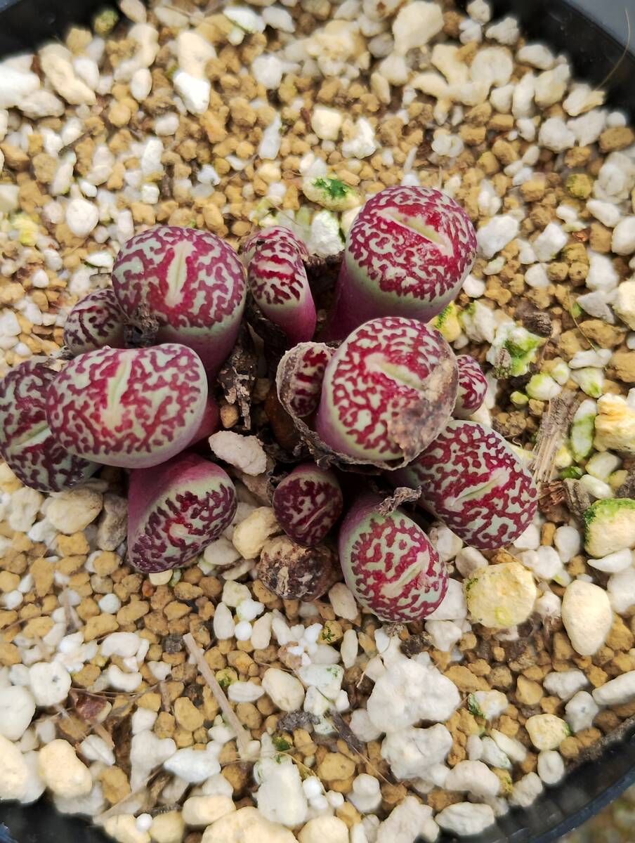 コノフィツム ウィッテベルゲンセ×セレシアナム 特選 コノフィツム ウィッテベルゲンセ×セレシアナム 特選 ウイッテベルゲン