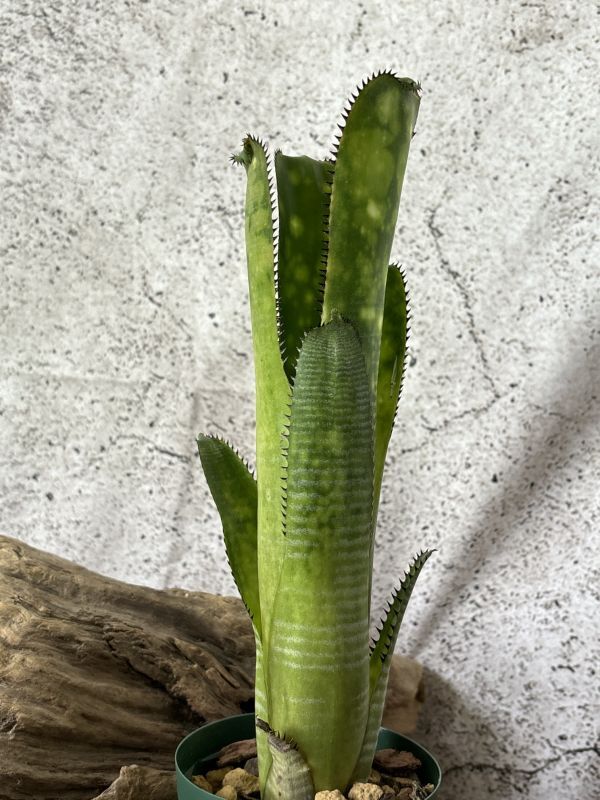 ビルベルギア Billbergia」の直近30日のオークション落札価格一覧