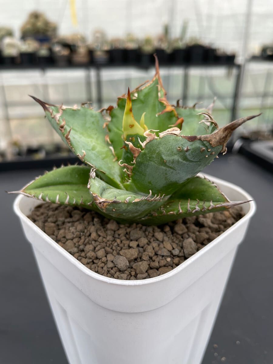 アガベ チタノタ シエラミクスティカ ホワイトソーンズ コンパクタ 子株1付 agave titanota Sierra Mixteca White thorns compacta ⑥ アガベ チタノタのシエラミクスティカ ホワイトソーンズ コンパクタ様