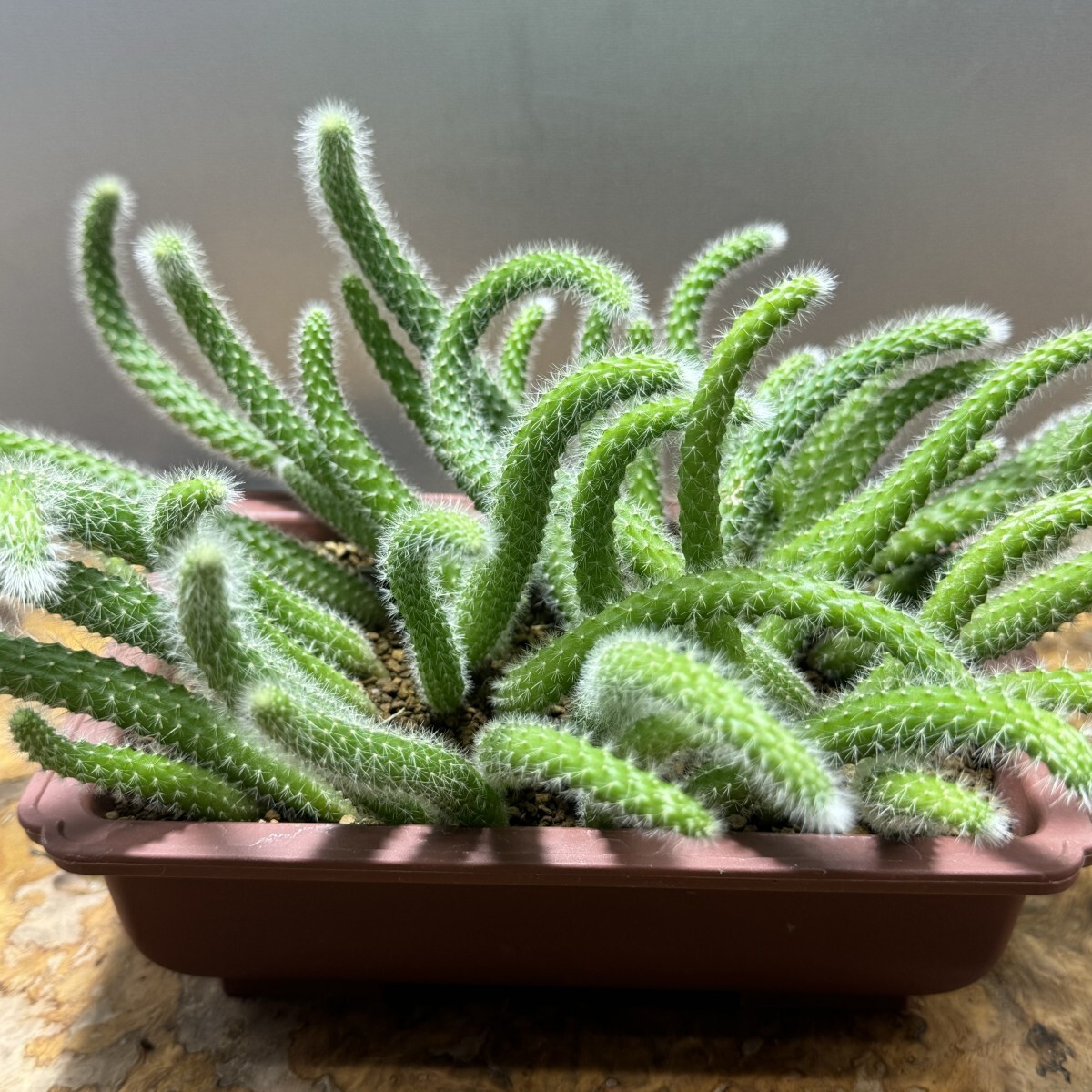 【現品】サボテン・夜の女王 (よるのじょうおう) 　ヨルノリョウオウ　７号　Kい 現品サボテン・夜の女王 (よるのじょうおう) ヨルノリョウオウ 7号