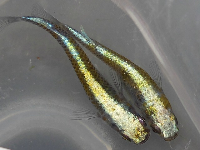 ★極上★★ カブキ めだか★特選　メス★ 極美 ★ ☆極上 カブキ めだか☆特選 メス☆ 極美 ☆