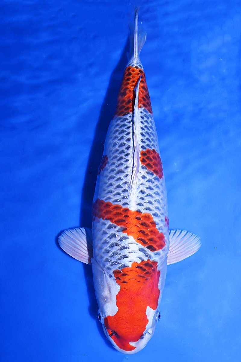 ★新潟県 山古志 生産者直送★ 坂牧養鯉場　2018年産　当歳15本セット！　　【動画あり】　　有名店の当歳を如何でしょうか！ ☆新潟県 山古志 生産者直送☆ 2018年秋 池上げ販売本格化！ 坂牧