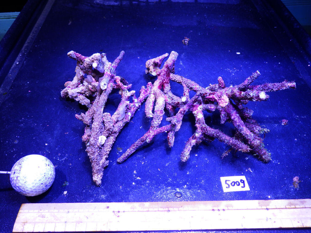 kainazzo　特選ライブロックセット-⑲　3.2ｋｇ　 kainazzo 特選ライブロックセット（複数個）-① 3.2ｋｇ kainazzo 特選