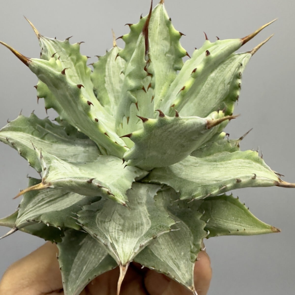 アガベ チタノタ 狂戦士 チヂレ 雷雪 (検 オテロイ 黒犀牛 清櫻 大白鯊