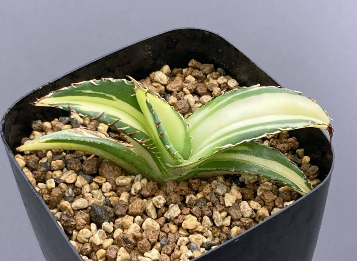 42.アガベ チタノタ 冰雹 【公式通販】