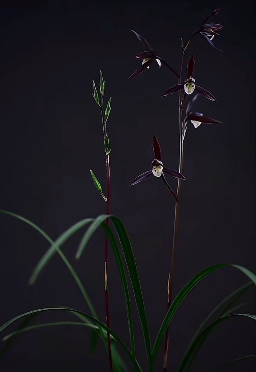 ☆寒蘭「聖代の華」長崎（五島産）寒蘭、濃い紅紫色の平肩咲き大輪花☆春蘭