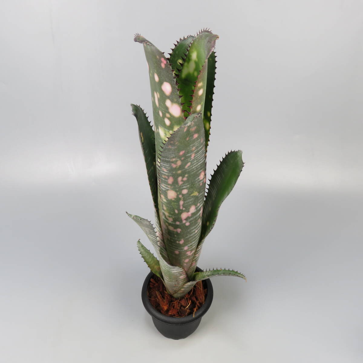 Billbergia Kolan Marble Sharkビルベルギア