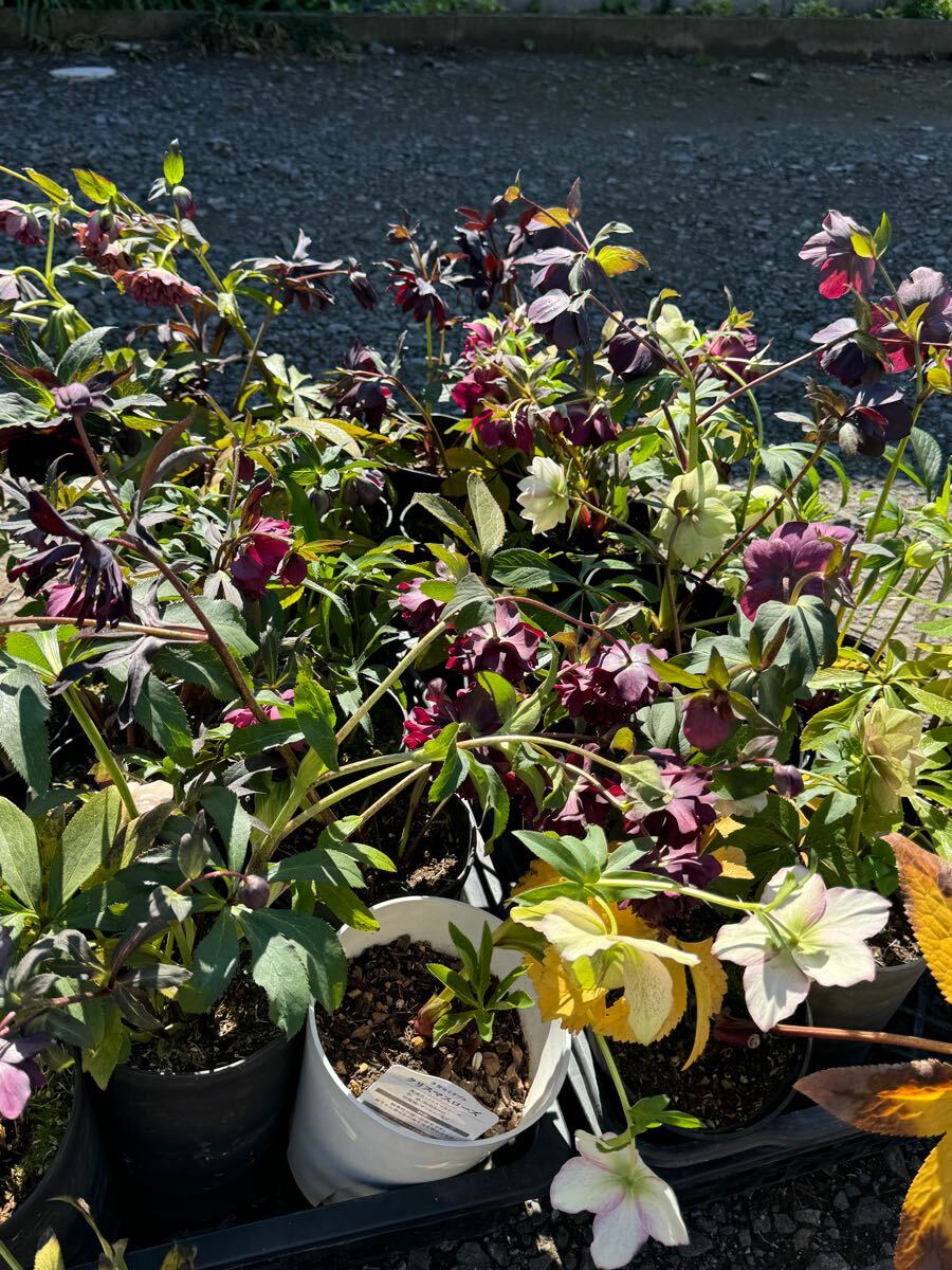 最後25株セット！花終わり！☆彗星交配 赤レッドゴールド クレオパトラ