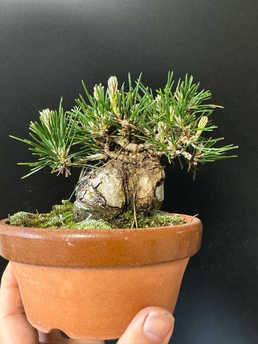 『苔聖園』　黒松　１ 苔聖園』 黒松 瑞宝 1