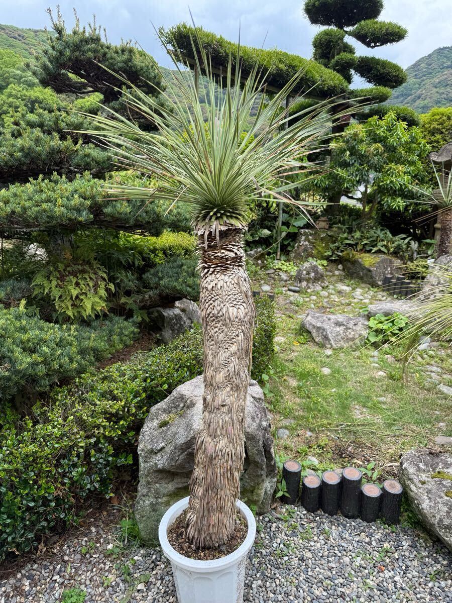 植木、庭木 トトロの木 シンボルツリーに ☆クスノキ☆ H2.0m 5