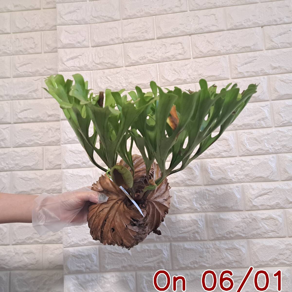 【TOSS向山洋一】河田孝文先生DVD　「河田孝文体育セミナーVOL.３」 : 河田 孝文: 本