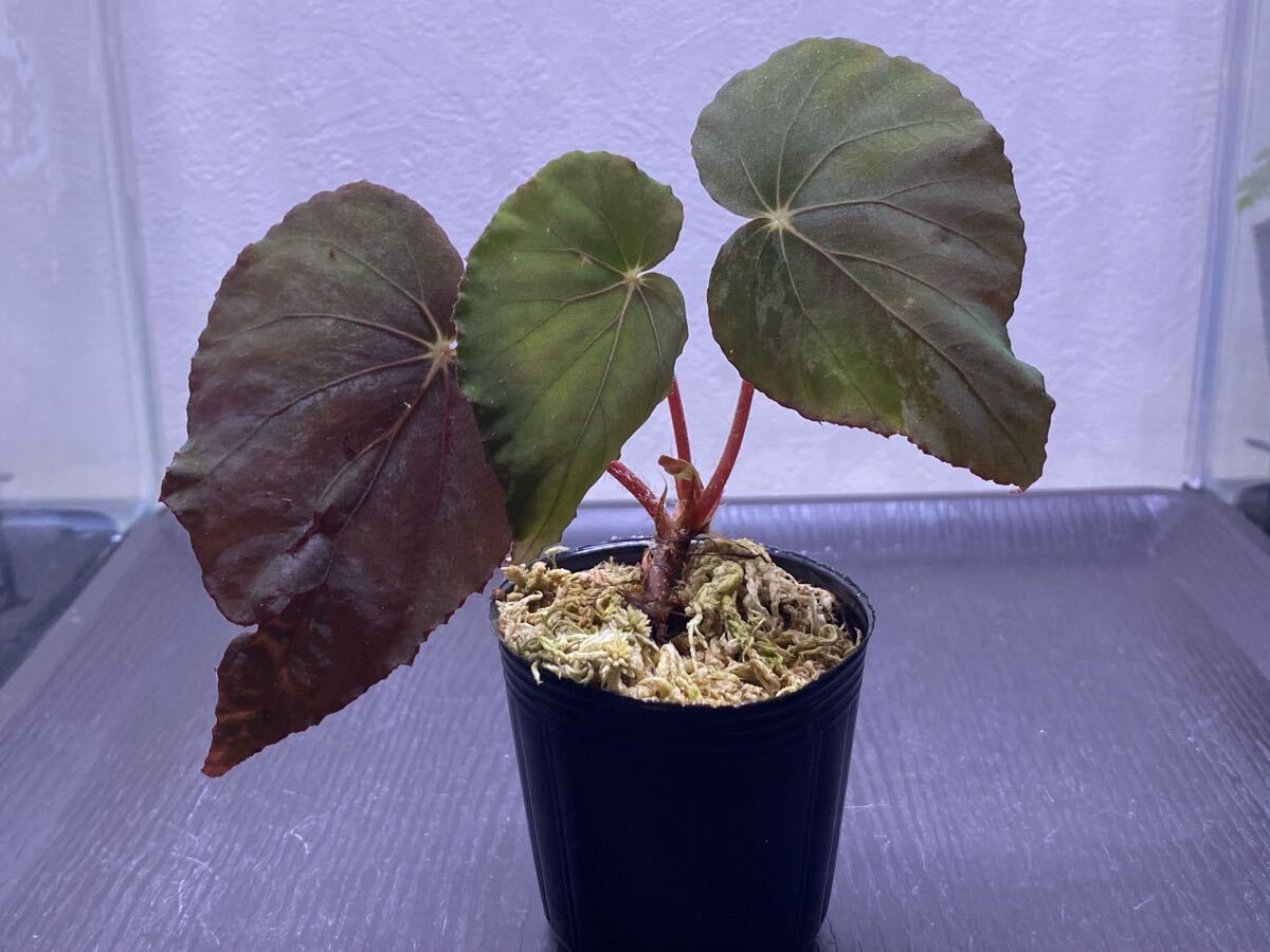 専用❣️ 青光り❣️Begonia Pavonina 原種ベゴニア パボニナ A 専用