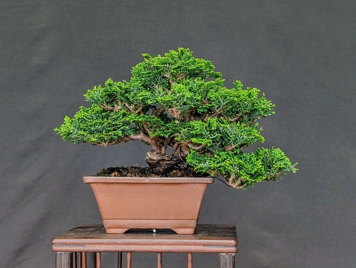 小品盆栽　石化檜　高級盆栽 盆栽・石化檜 Bonsai Japanese Cypress・Sekahinoki