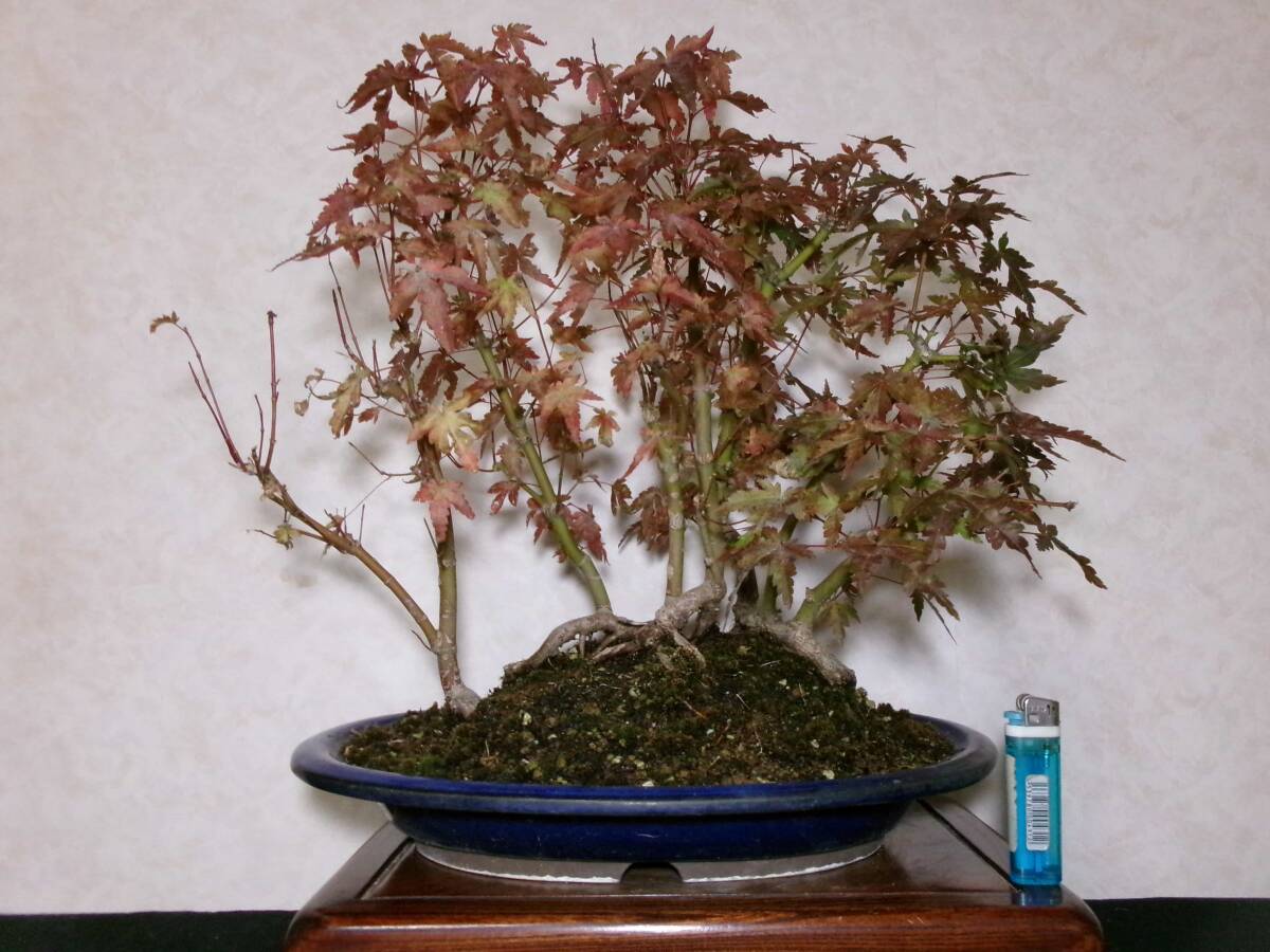 八房鹿島もみじ盆栽用素材“箒仕立て＞古木”貴風盆栽素材 の落札情報