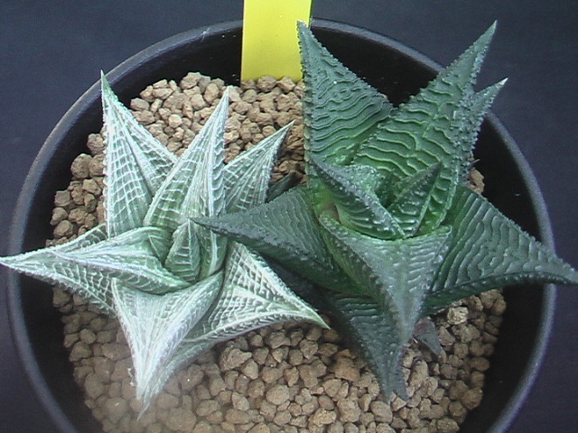 ☆ ハオルチア 五重塔錦 ☆ 微斑 硬葉 ハオルシア 五重の塔黄斑