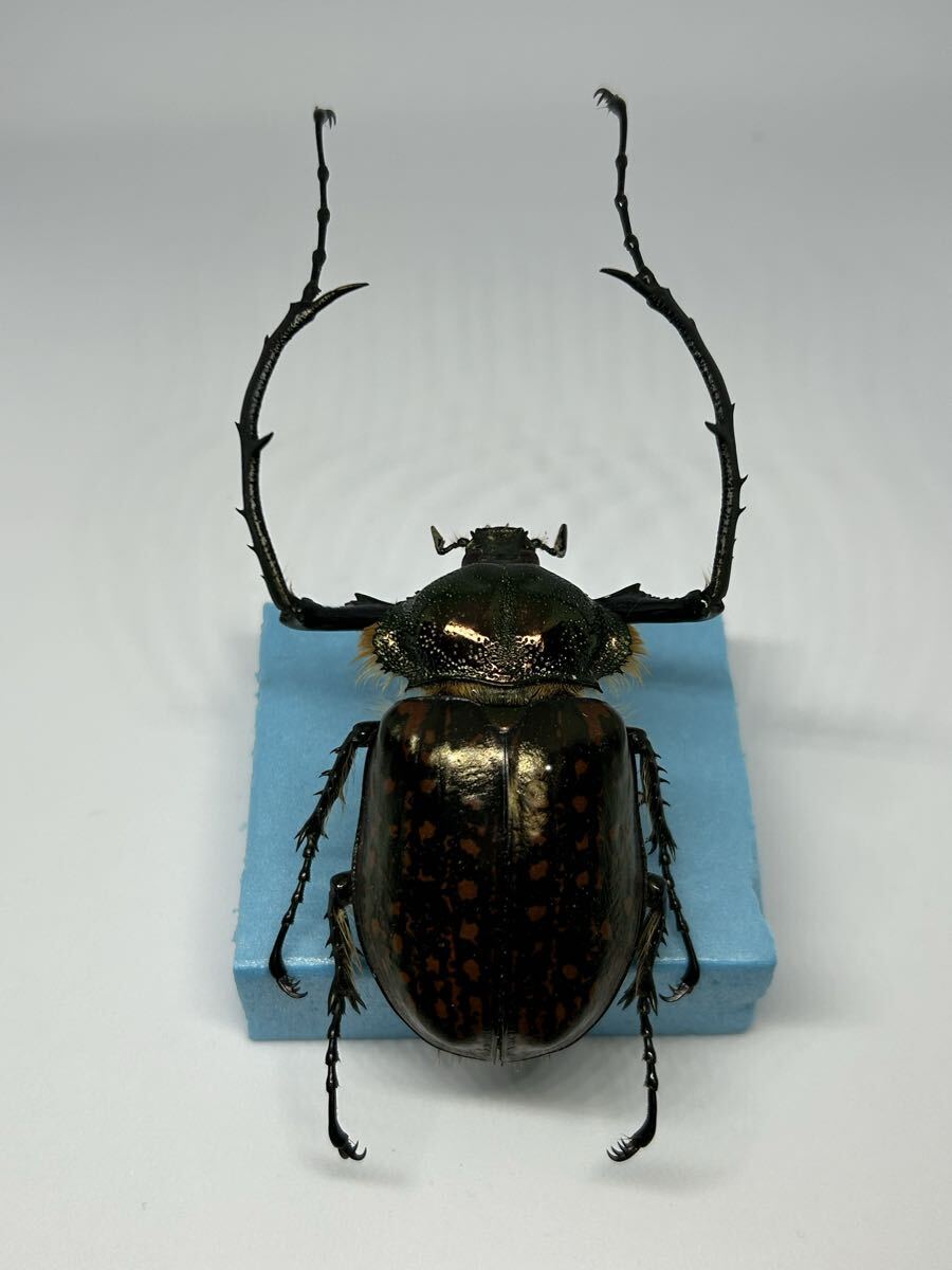 中古】標本 ゲストロイテナガコガネ 61mm ペア Cheirotonus gestroi