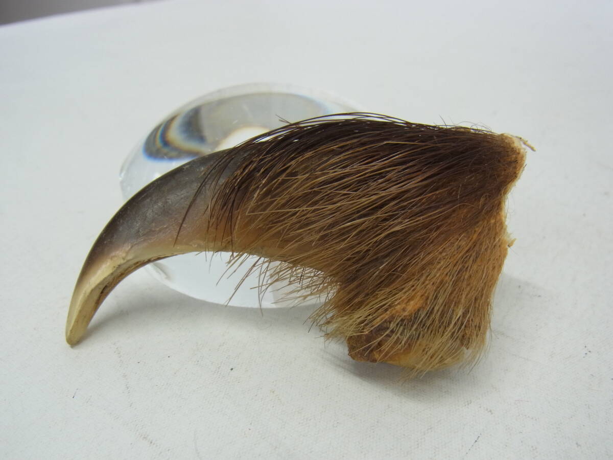 B 約5.7cm】熊の爪 毛皮付き☆ヒグマの爪 熊爪 爪 毛皮 熊 ヒグマ