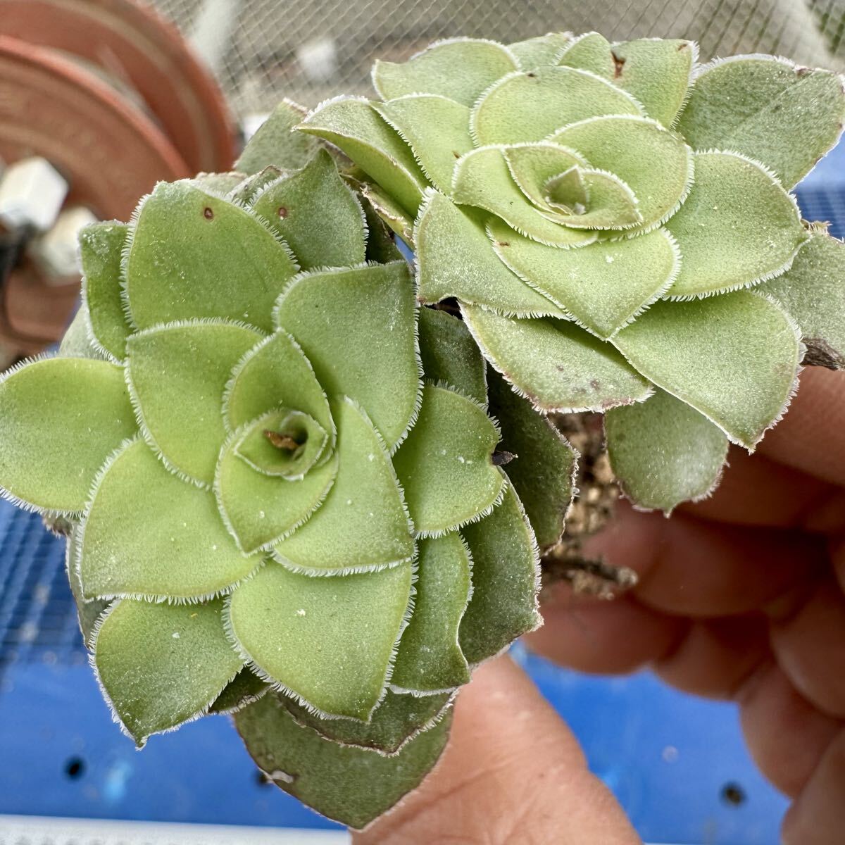 新品】多肉植物 ハオルチア 厚葉ノリピア ＊15日以内落札で送料100円 