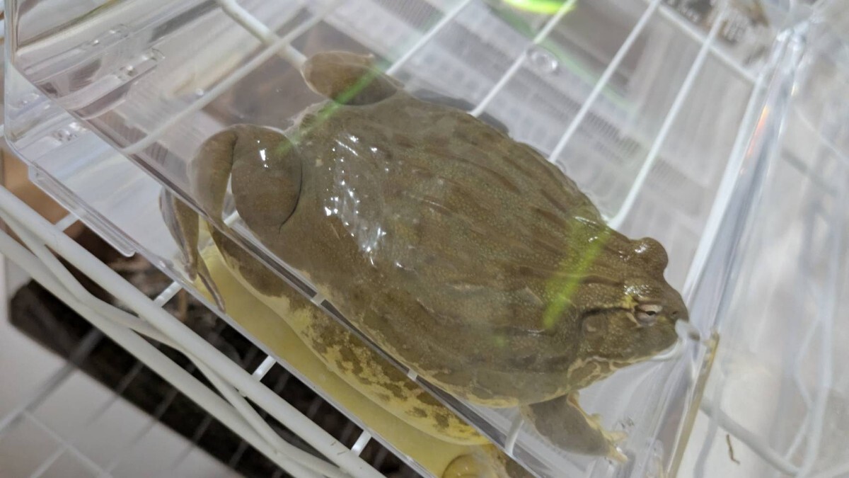 アフリカウシガエル　オス 未使用】XXLサイズ!! 23cm アフリカウシガエル オス 飼込 ほぼ最大